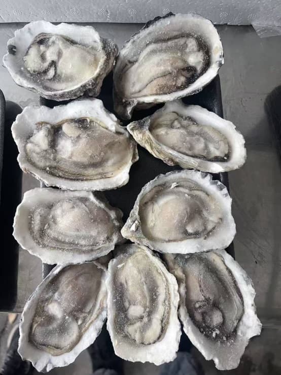 The Portuguese Oyster - Famous Taste & Texture